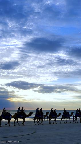 Cable Beach Camels, WA. 